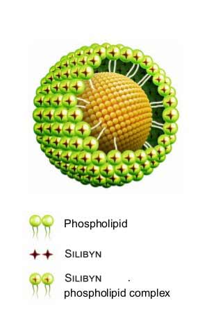 Silybin phytosome