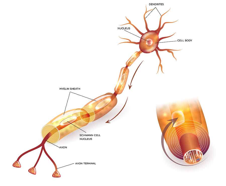 anatomiczna ilustracja neuronu