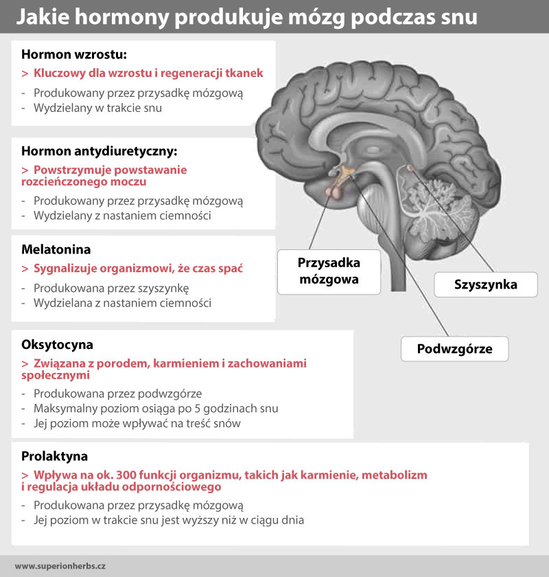 Jakie hormony produkuje mózg podczas snu
