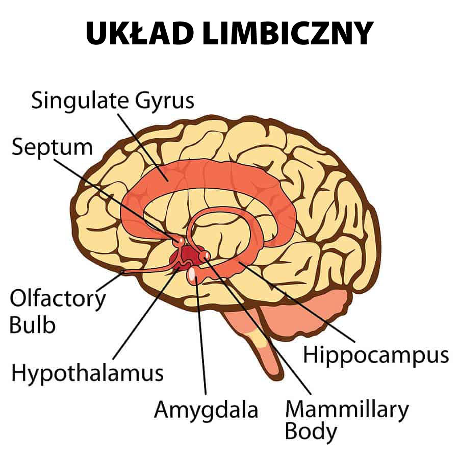 obraz mózgu z oznaczeniami układu limbicznego