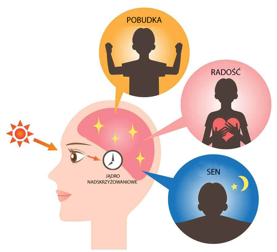 Jak różne aktywności wpływają na funkcjonowanie mózgu