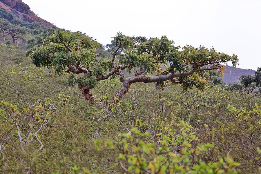 drzewo boswellia seratta 