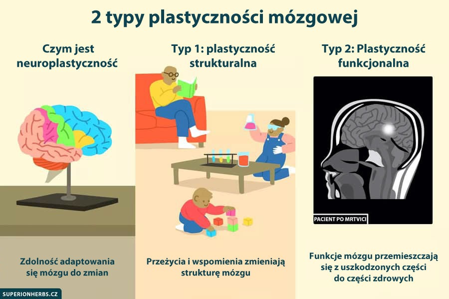 Typy plastyczności mózgu
