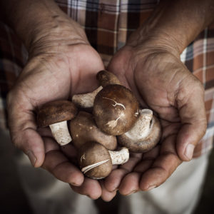 Shiitake-Mushroom-In-Farmer-hands